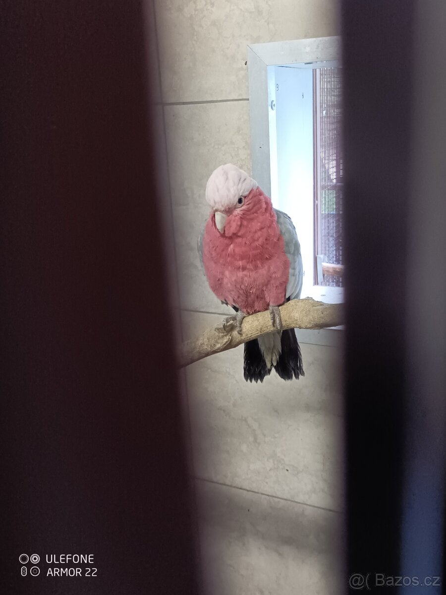 Kakadu růžový - 3