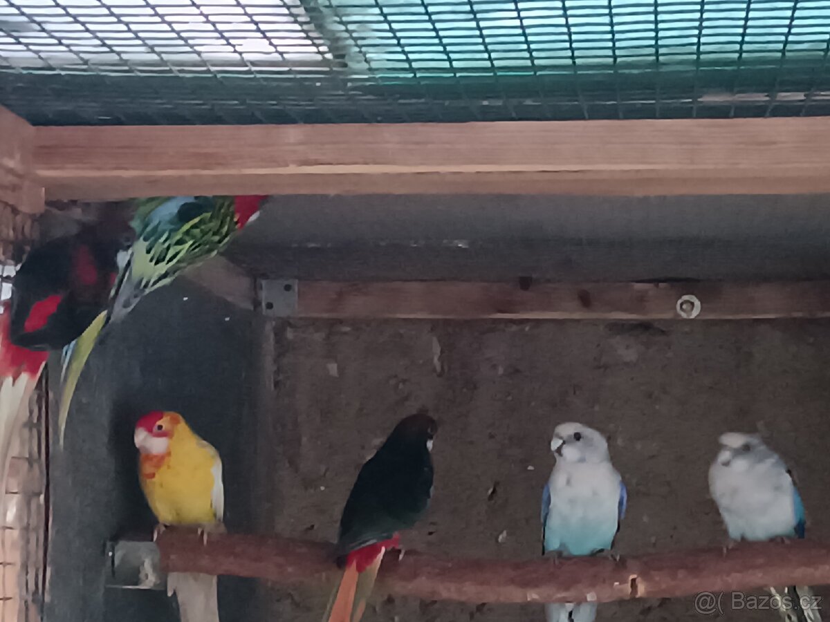 Rosela pestra mutace - 3