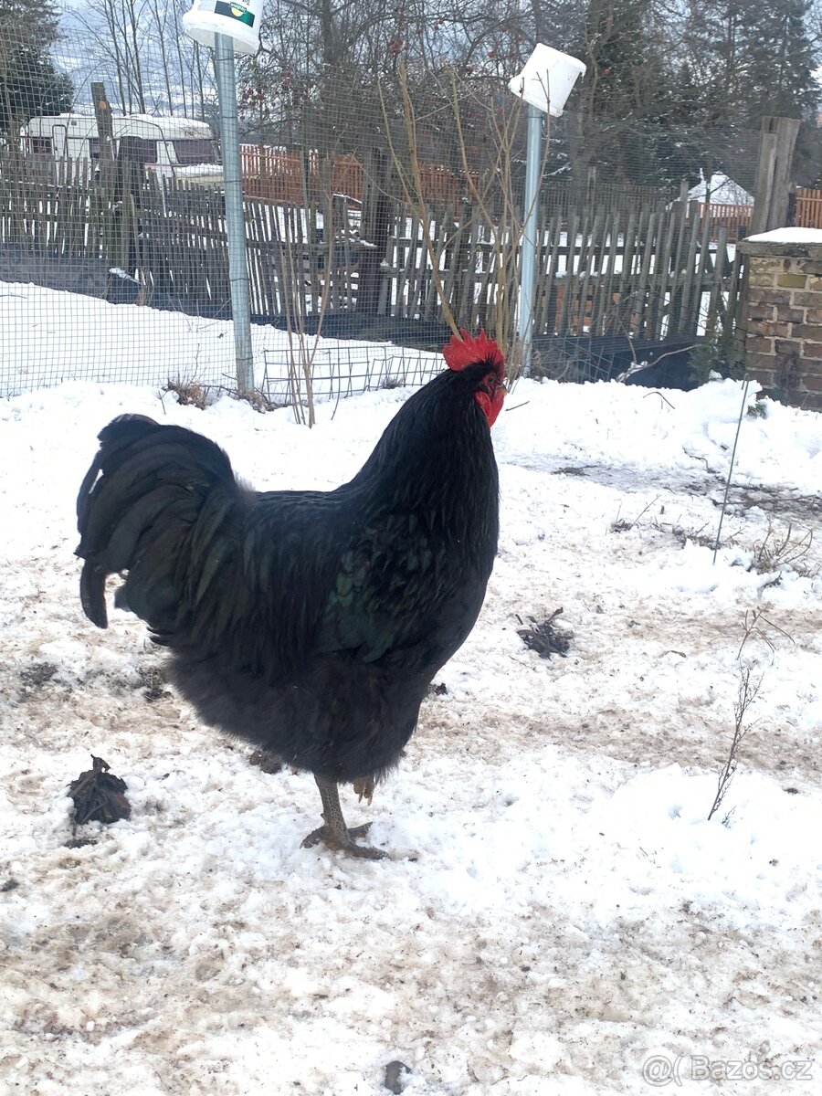 Kohout Žeržejský obr x Hempšírka - 3