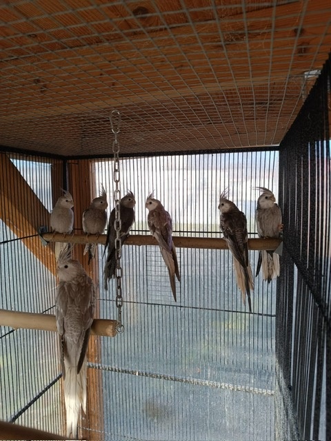 Korela bělohlavá straka - 3