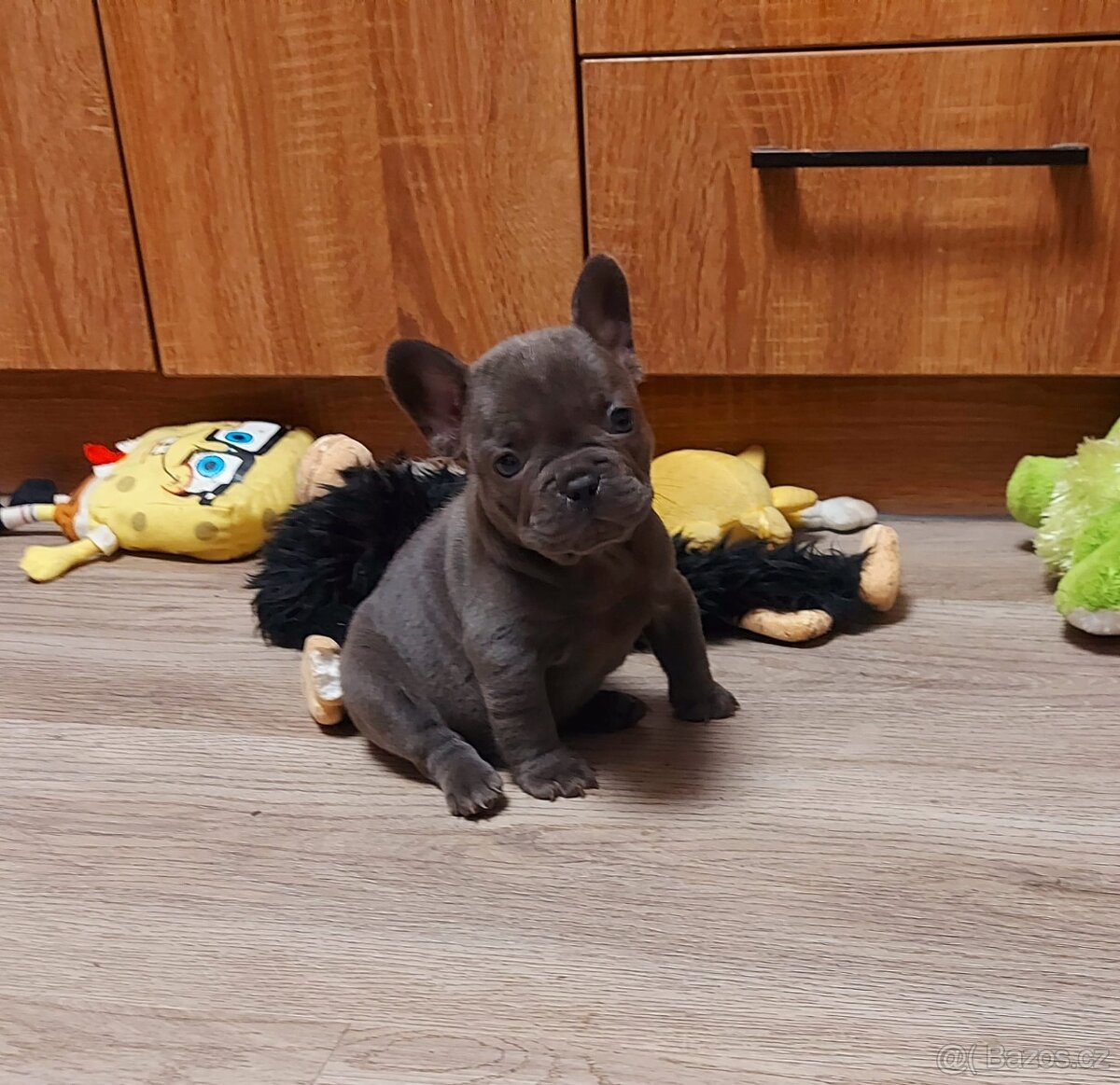 Francouzský buldoček - 3