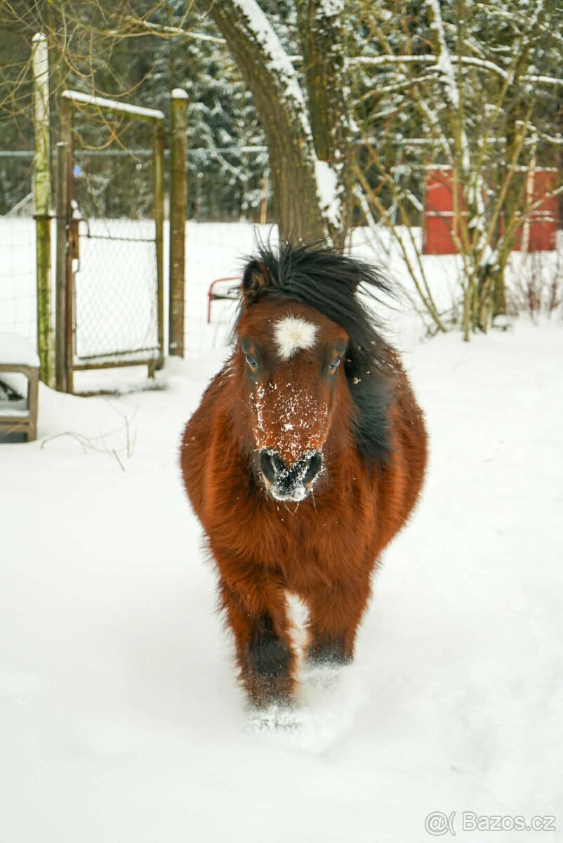 Pronájem shetland pony - 3