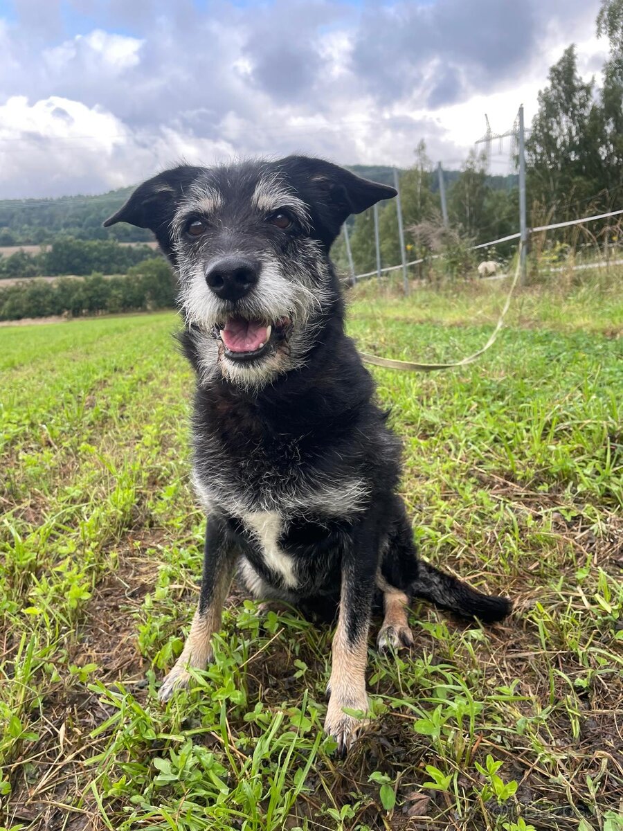 JACK - psík 9 let - 3