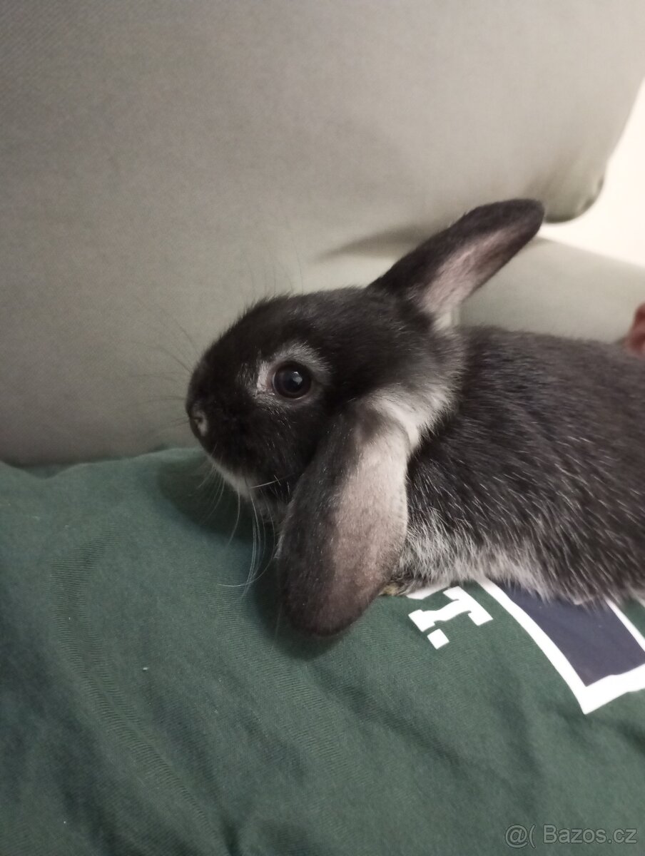Zakrslý beránek králíček - 3