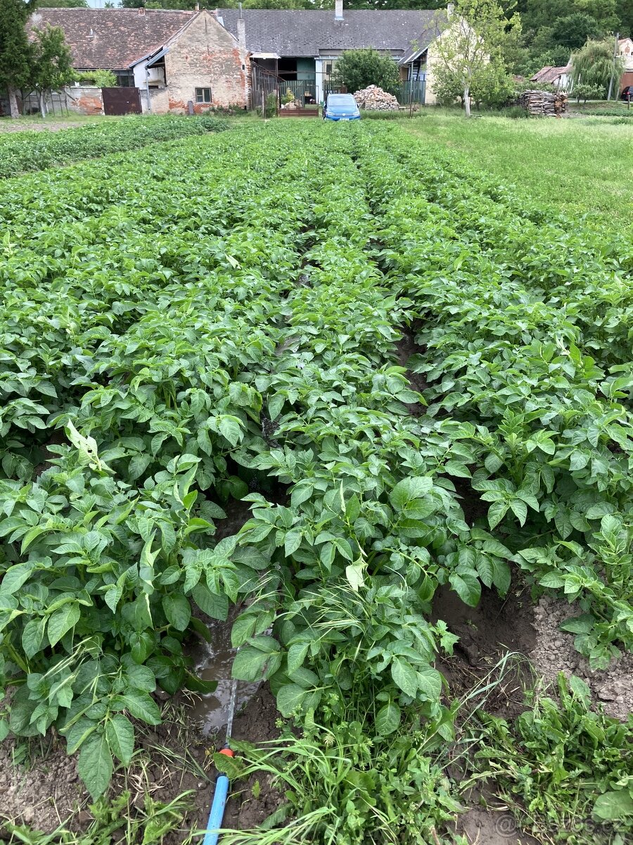 brambory možný dovoz - 3