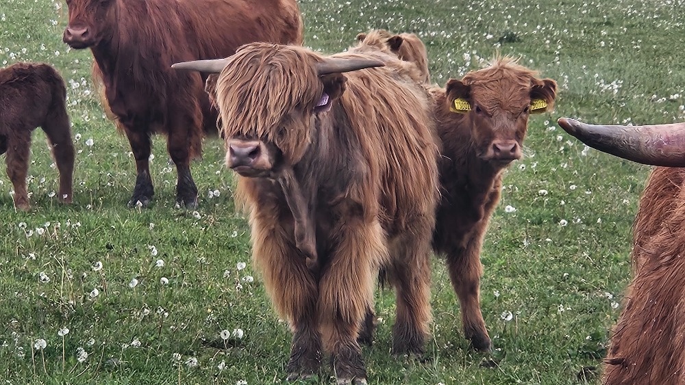 prodám býky - zástav - highland - 3