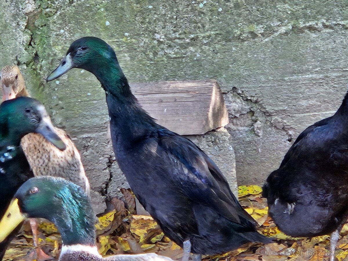 Indický běžec - 3