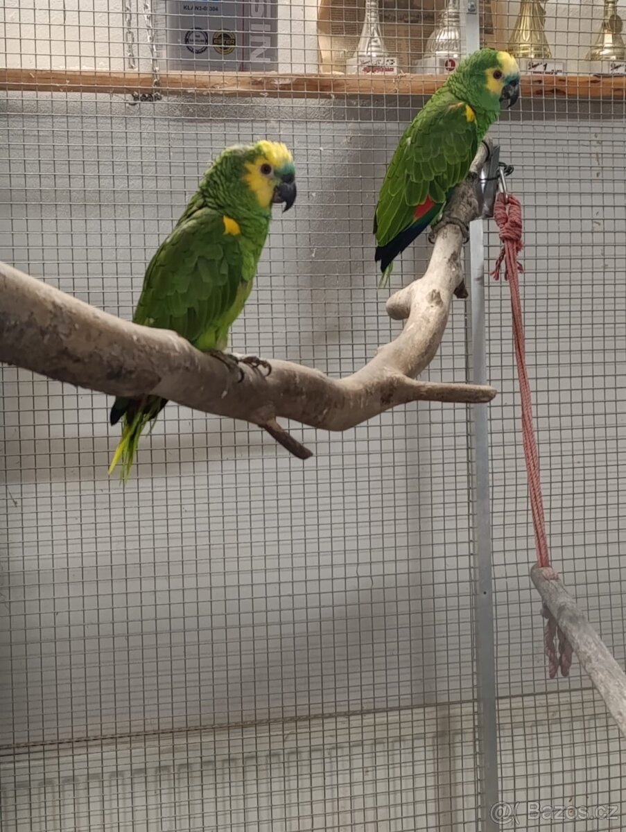 REZERVACE 10.12. Chovný pár Amazoňanů modročelých velkých. - 3