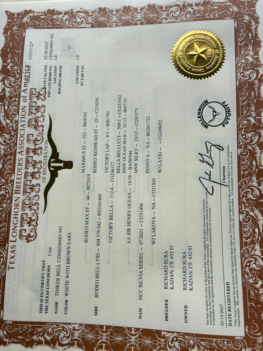 Prodám čistokrevnou jalovičku texas longhorn - 3