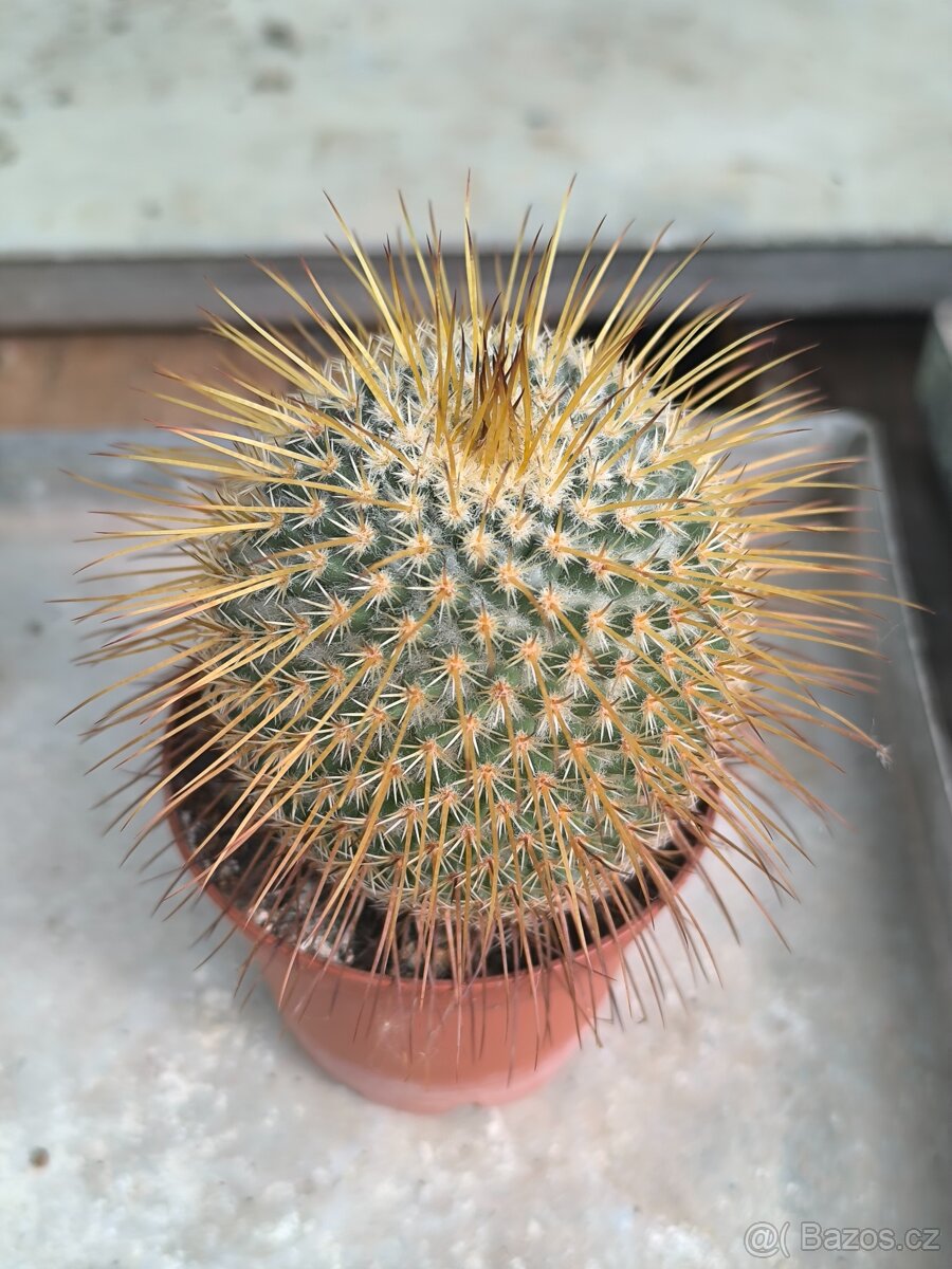 Kaktusy a sukulenty - 3