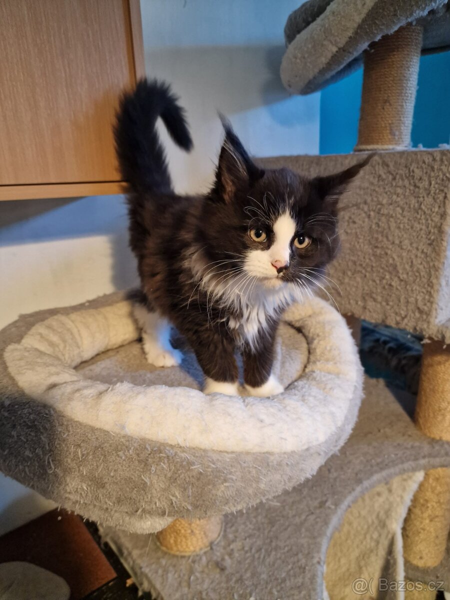 Mainská mývalí bez PP - 3