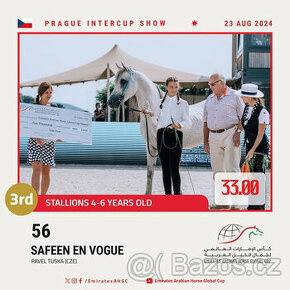 Připouštění čistým arabským hřebcem - 3