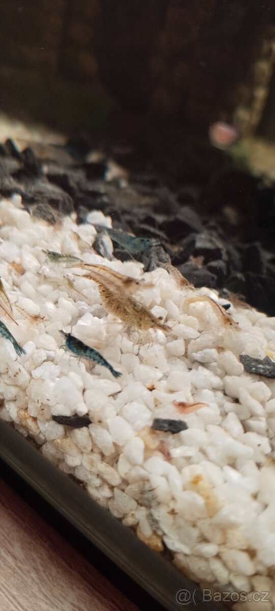 Krevetky Neocaridina - 3