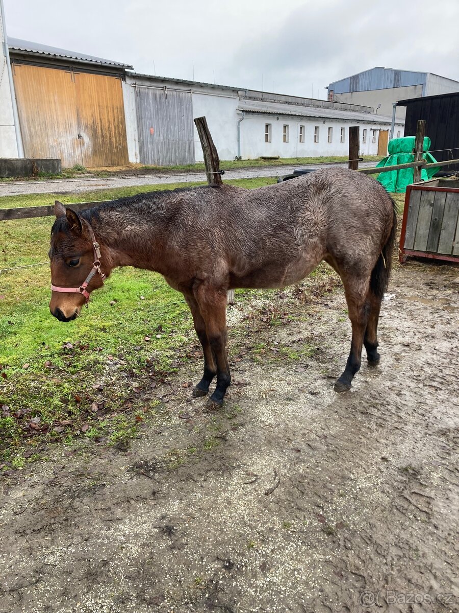 Quarter Horse - kobylka - 3