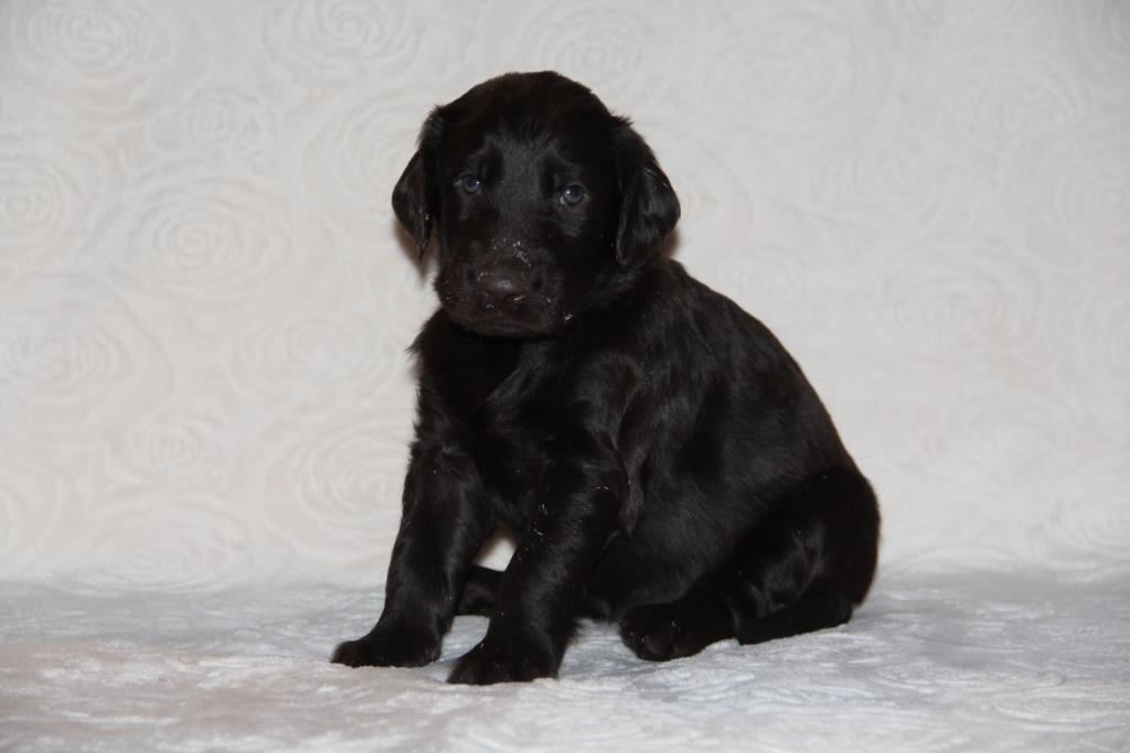Flat Coated Retriever - 3
