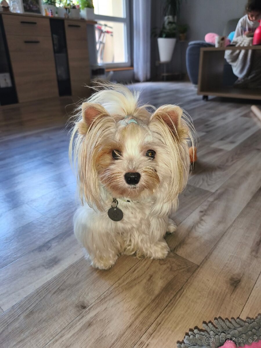 Golddust jorkšírsky terier s PP - 3