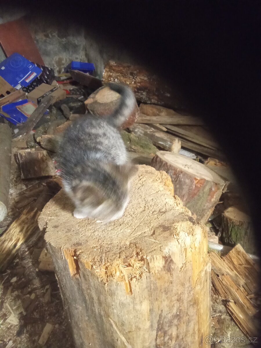 Koťata za granule konzervy - 3