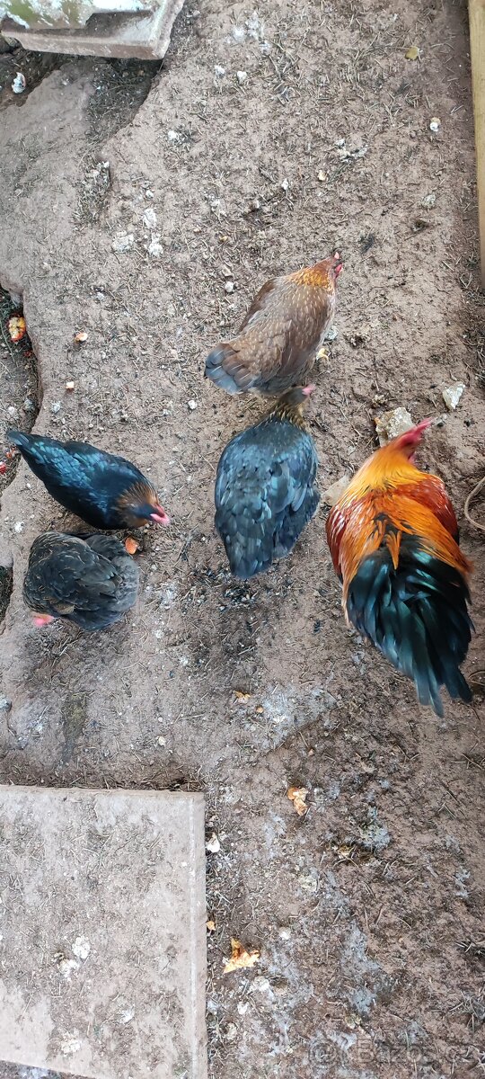 Slepice starší + kohout - 3