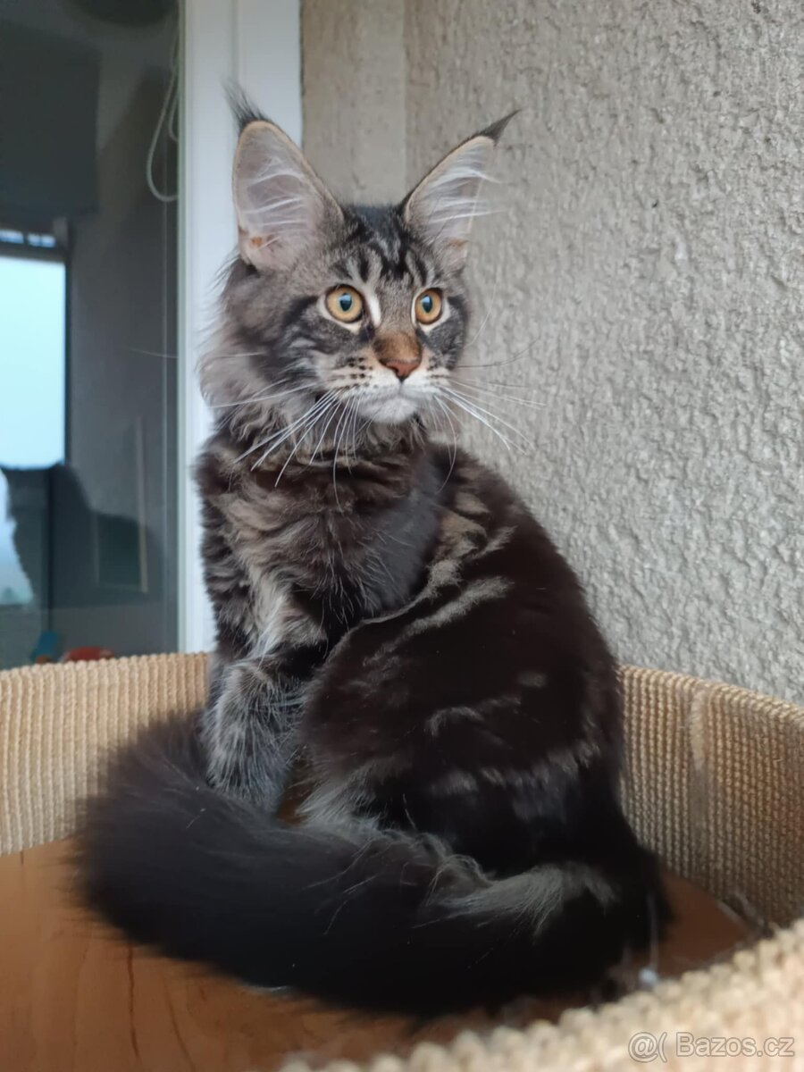 Mainská mývalí - koťata s PP - 3