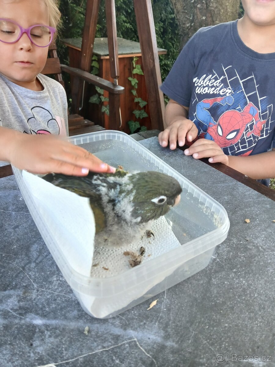 papoušek Patagonský - 3