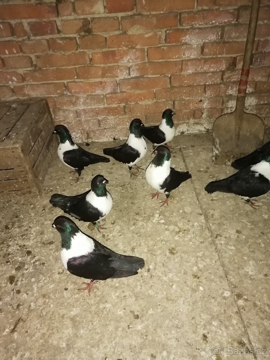 Holubi - moravský pštros černý - 3