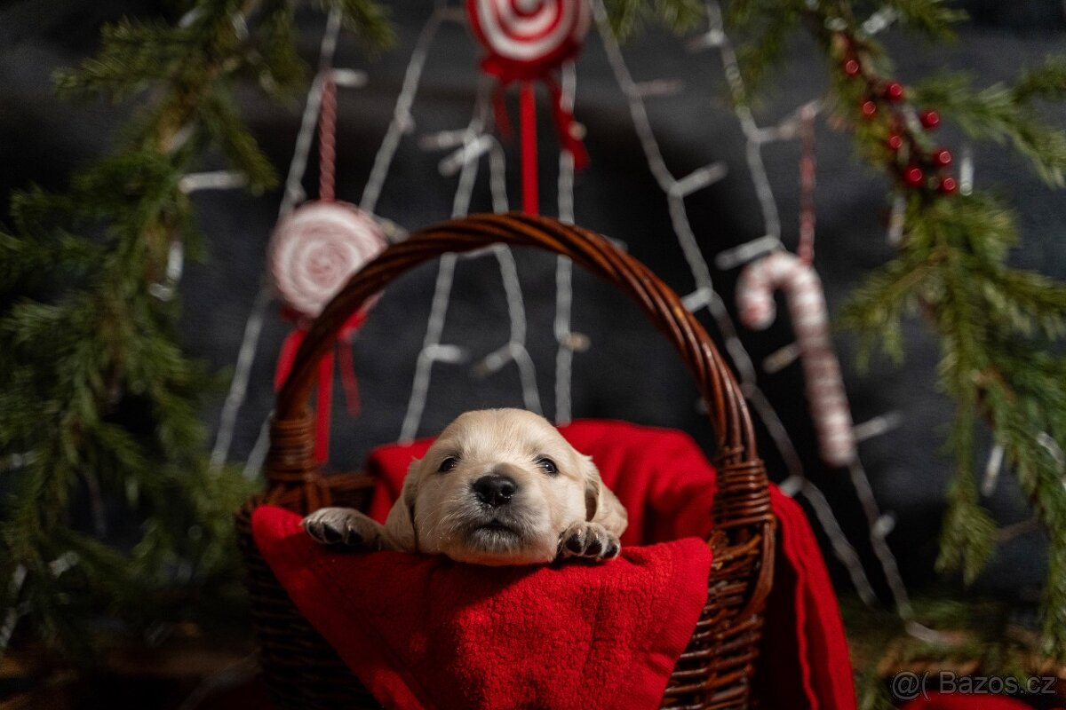 Kluk zlatého retrívra - 3