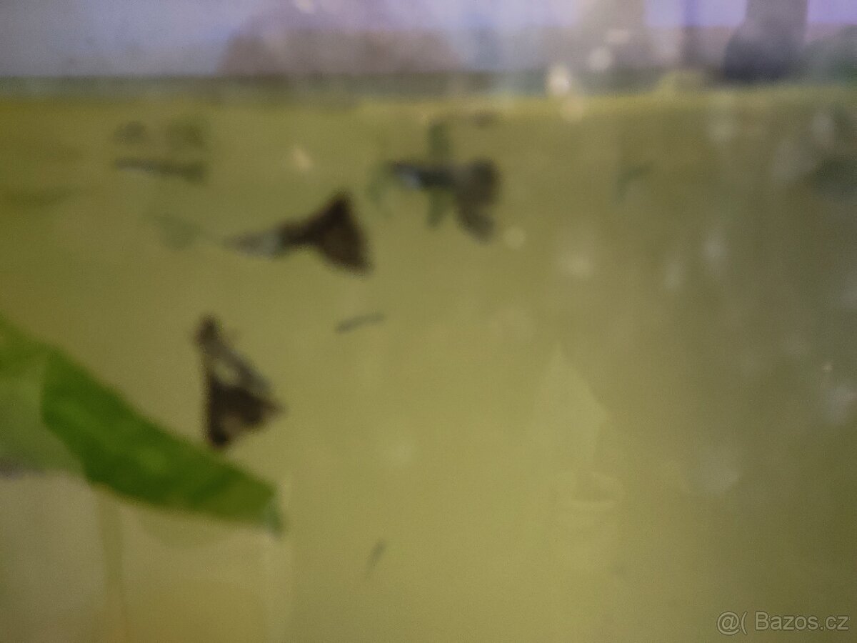 Černá paví očka a panceřničci - 3