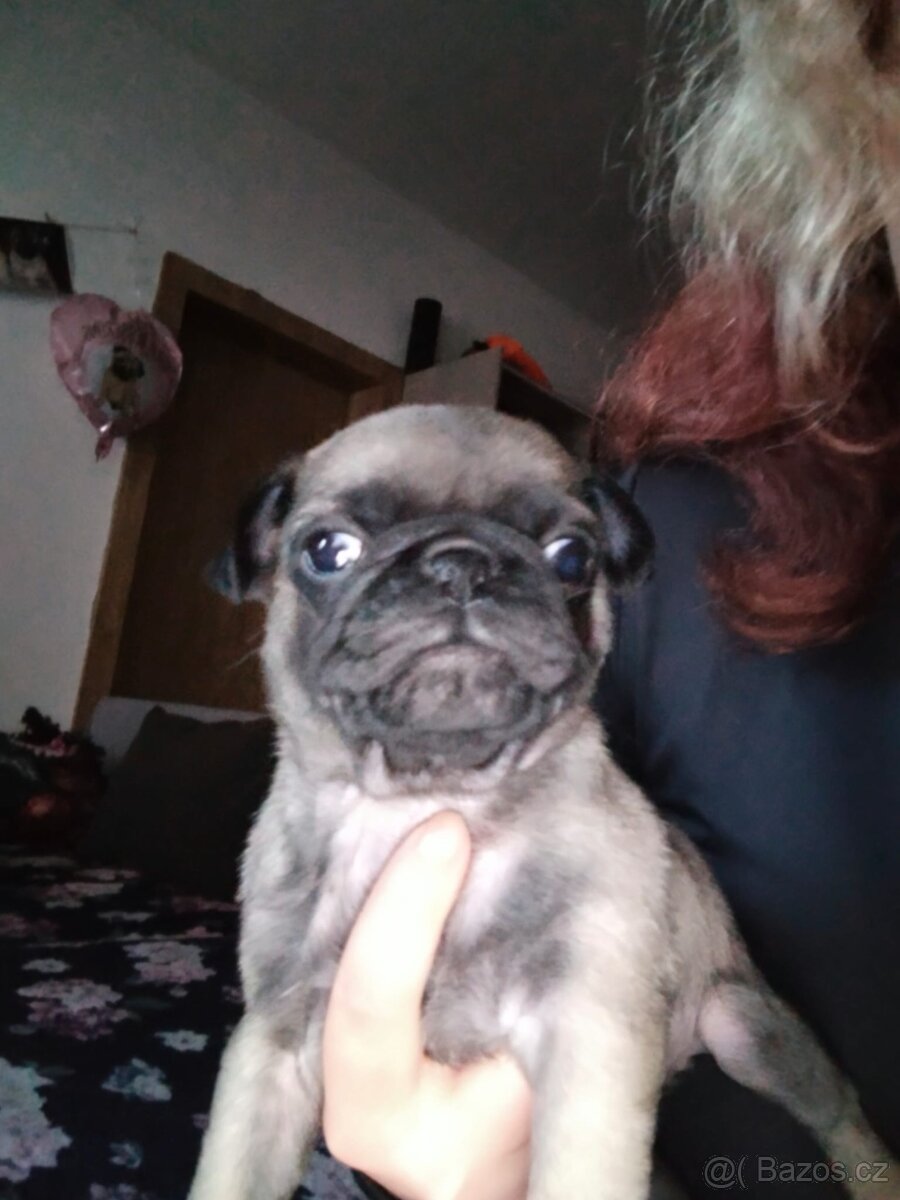 Prodám Mopsiky - 3