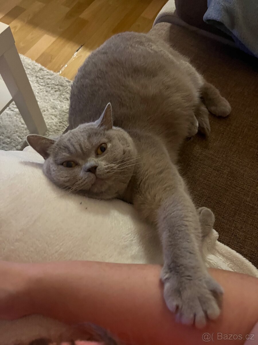 Britská kočička - 3