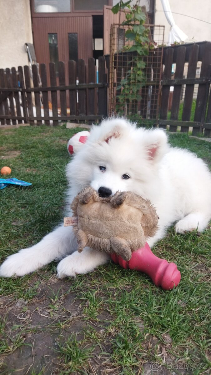 Samojed - štěně s PP - 3