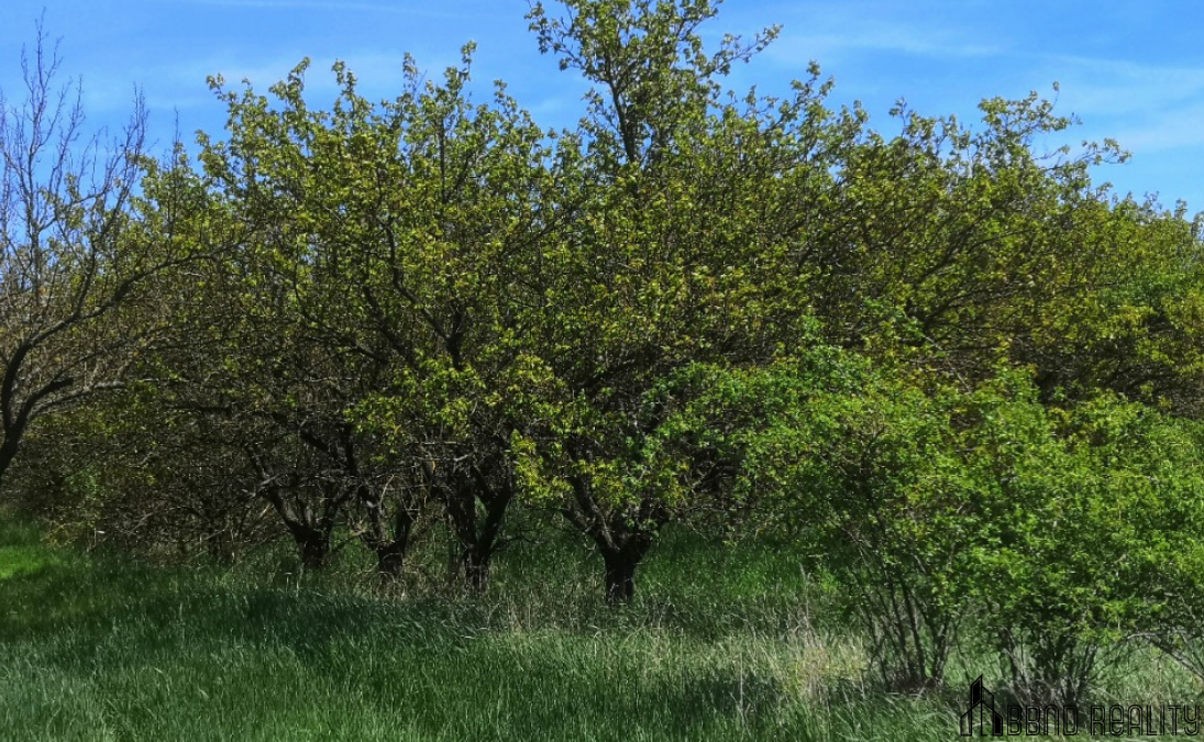 Prodej sadu, 22 292 m², Hustopeče u Brna - 3