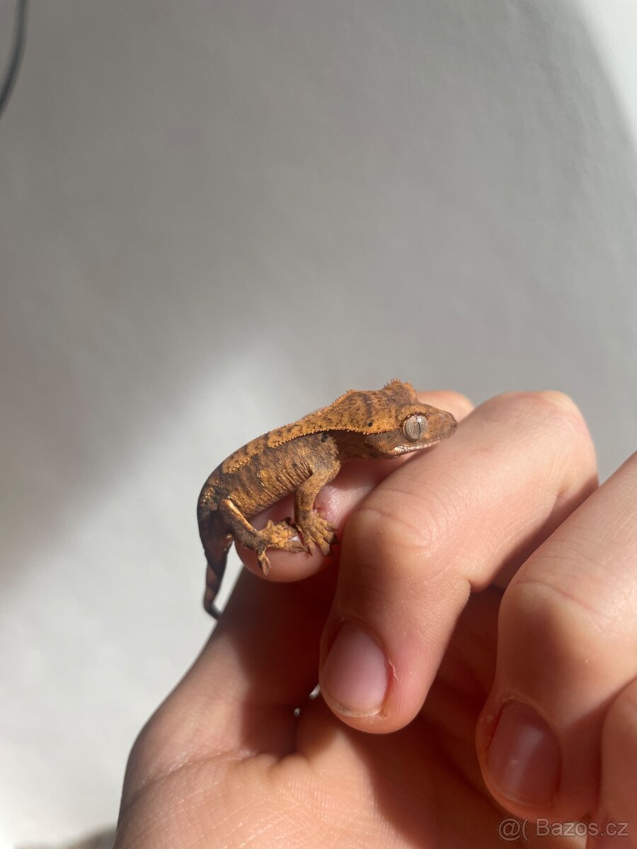 Pagekon řasnatý - 3