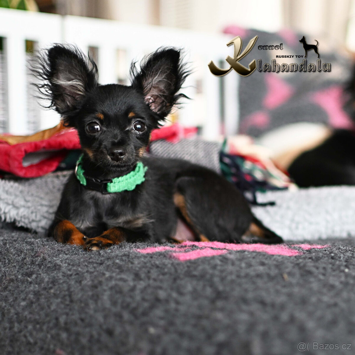 Ruský toy štěně s PP FCI - 3