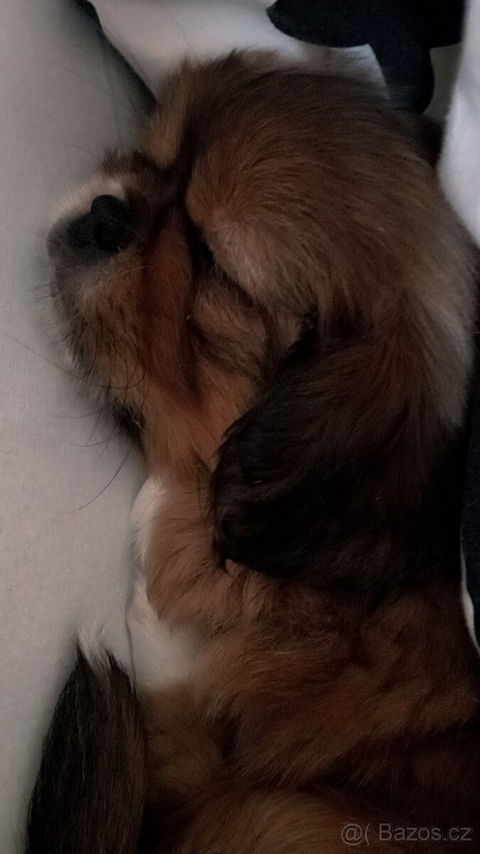 Pekinez Štěňata - 3