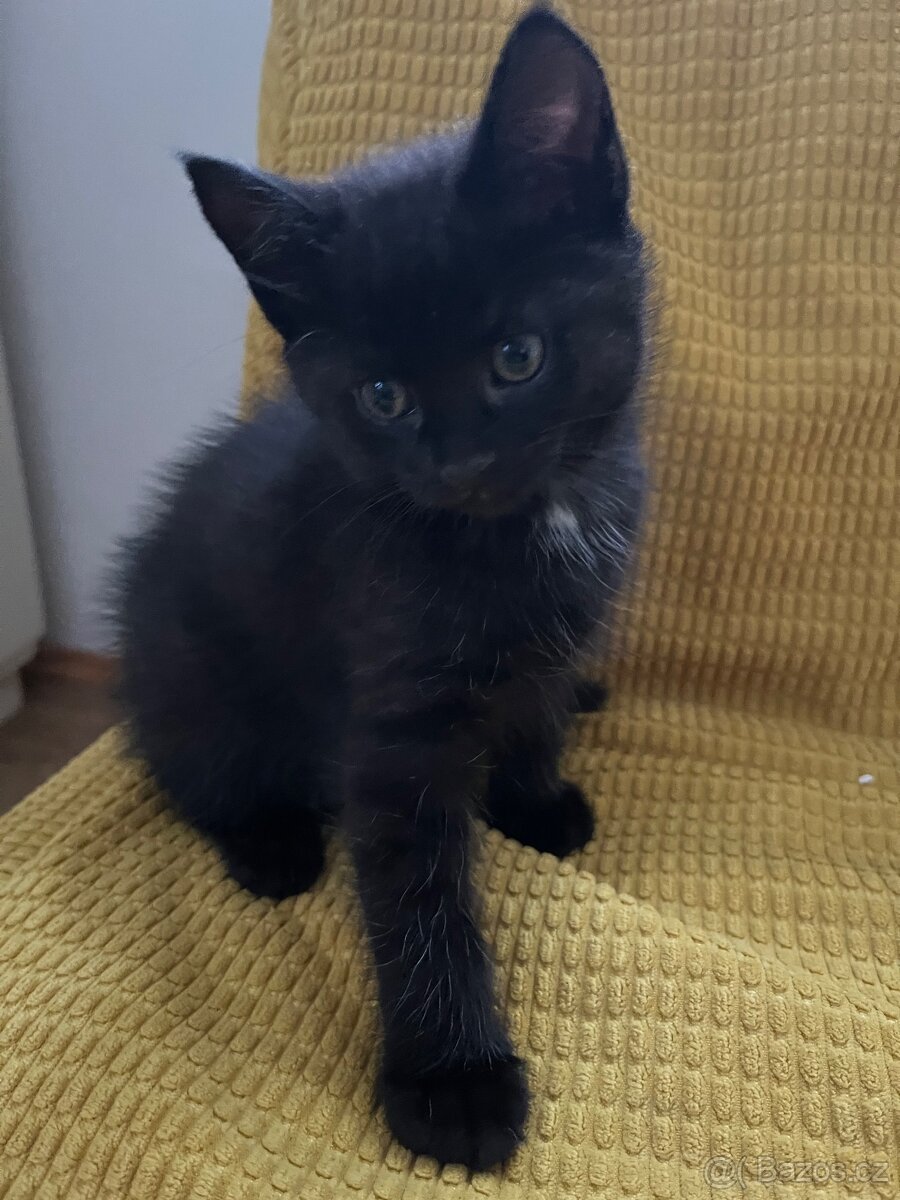 Poloperske kotatko černé - 3