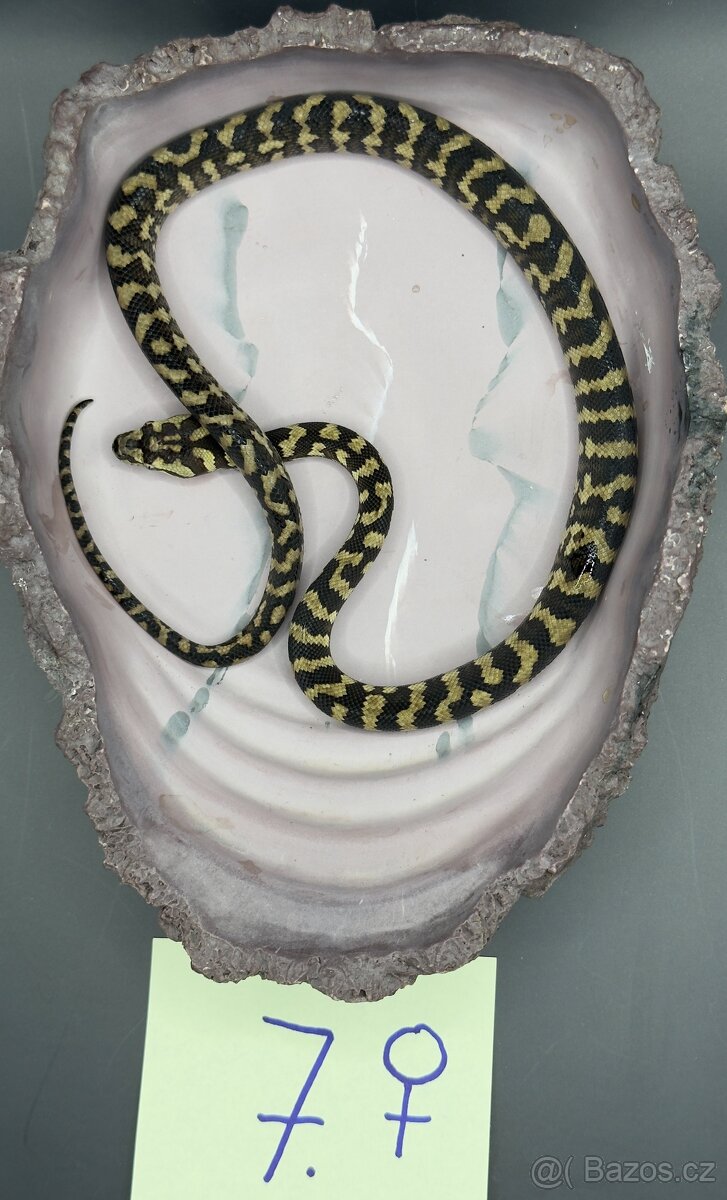 Mláďata pralesní krajty kobercové (Morelia spilota cheynei) - 3