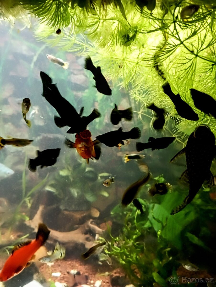 Black Molla Prachaticko - 3