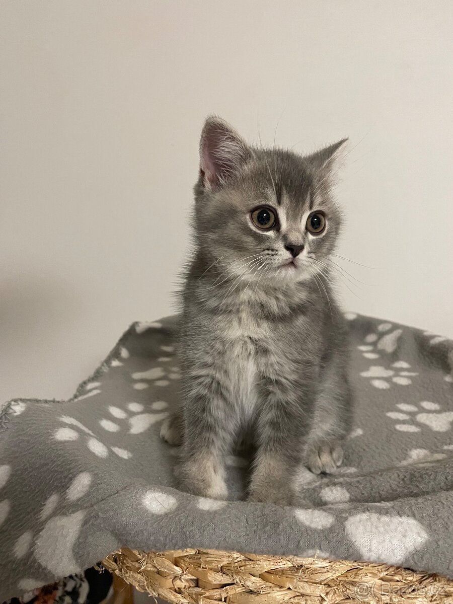 koťátko bez PP (kocourek tmavý) - 3