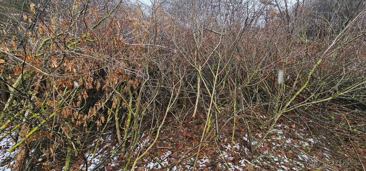 Větve / klestí na štěpku / mulč - 3