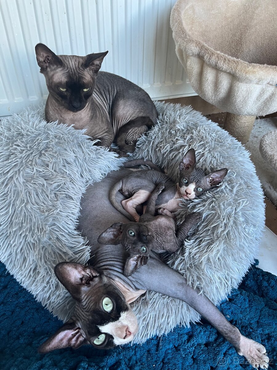 Kanadský sphynx - 3