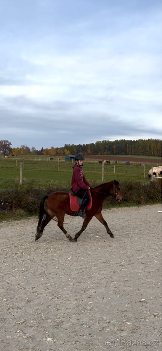 Klisna Welsh Pony - 3