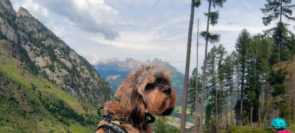 Cavapoo - pes ke krytí - 3