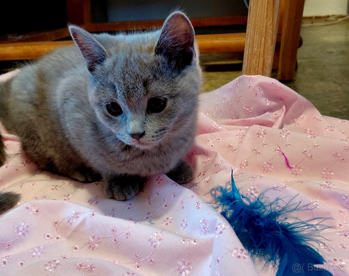 Britská koťata - 3