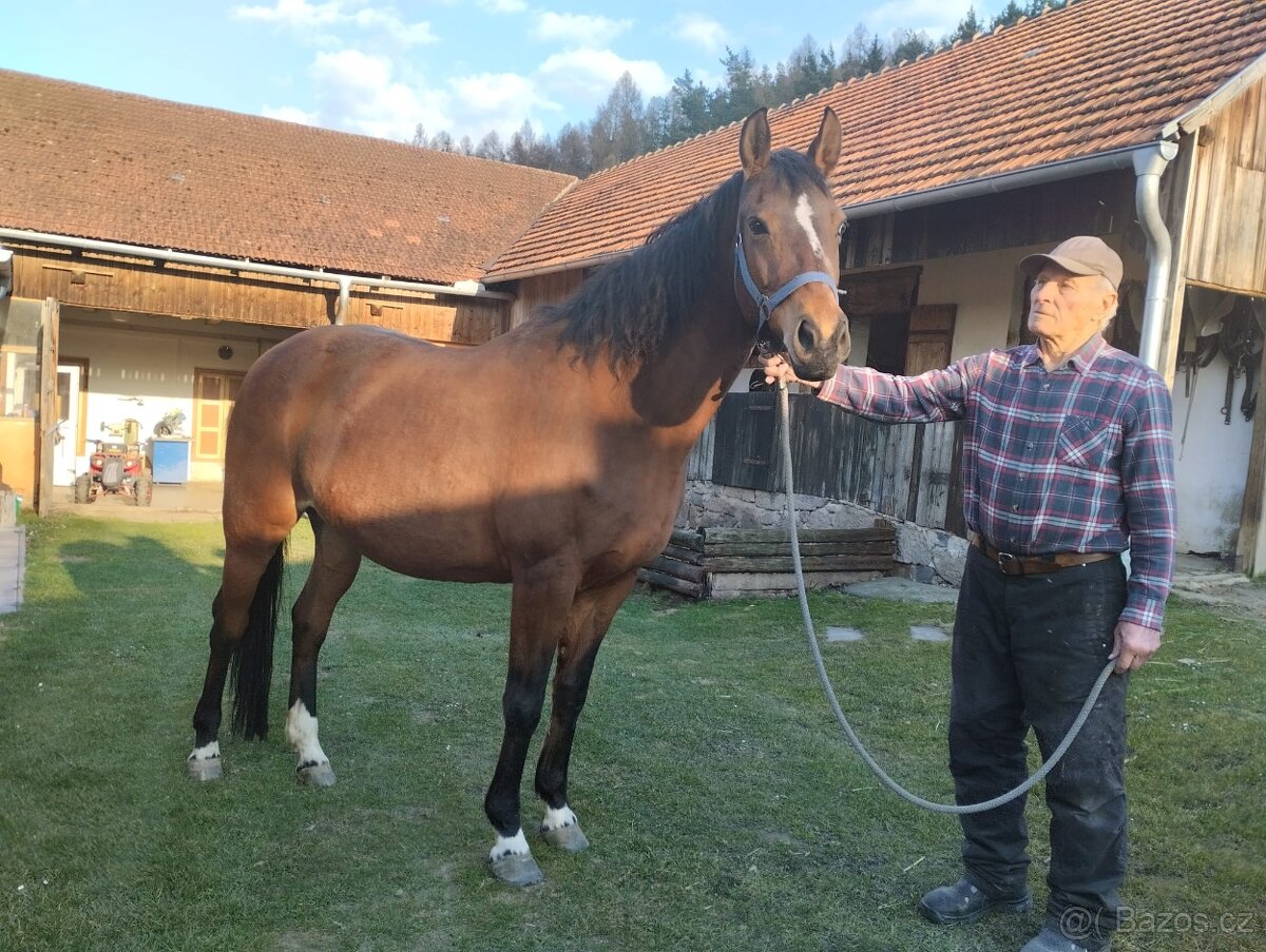 Prodam koně - 3