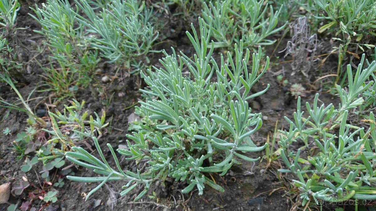 Levandule lékařská - 3