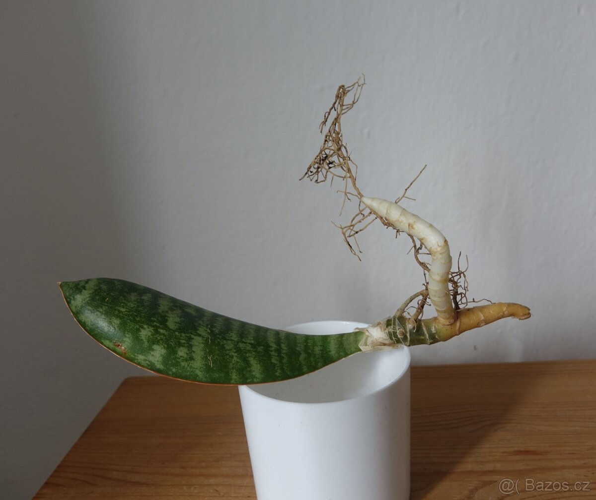 Tchynin jazyk, Sansevieria - 3