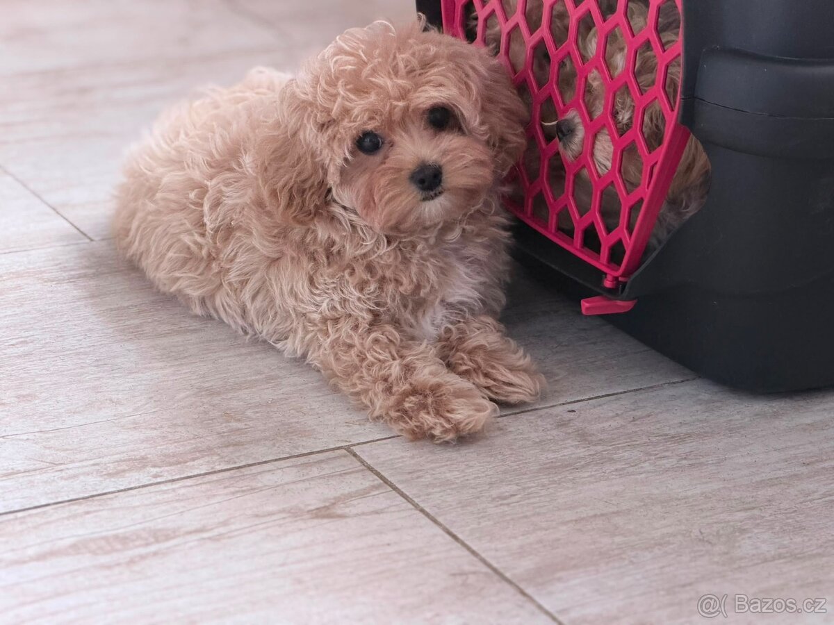 Maltipoo - 3