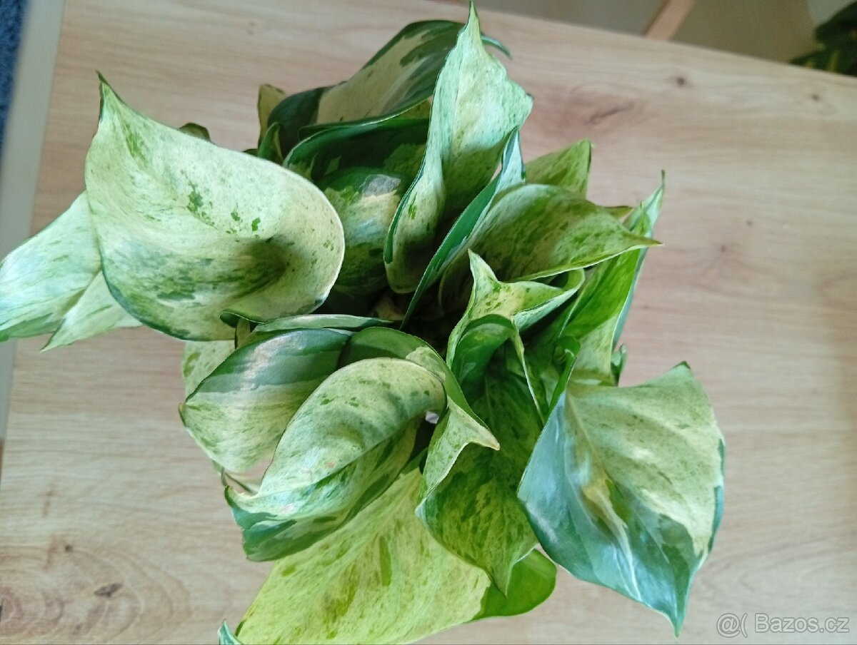 Epipremnum Manjula - 3