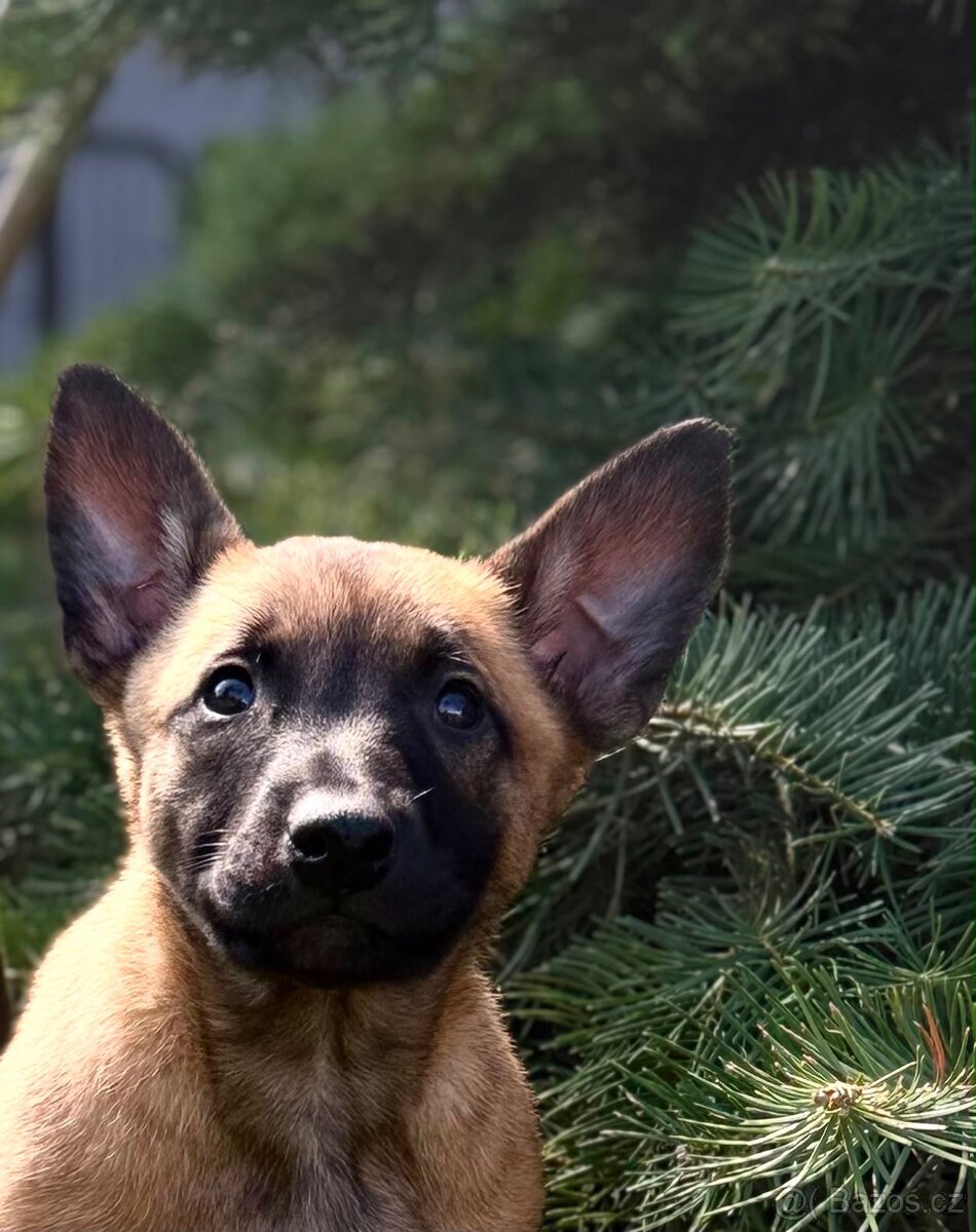 Belgický ovčák Malinois s PP - 3