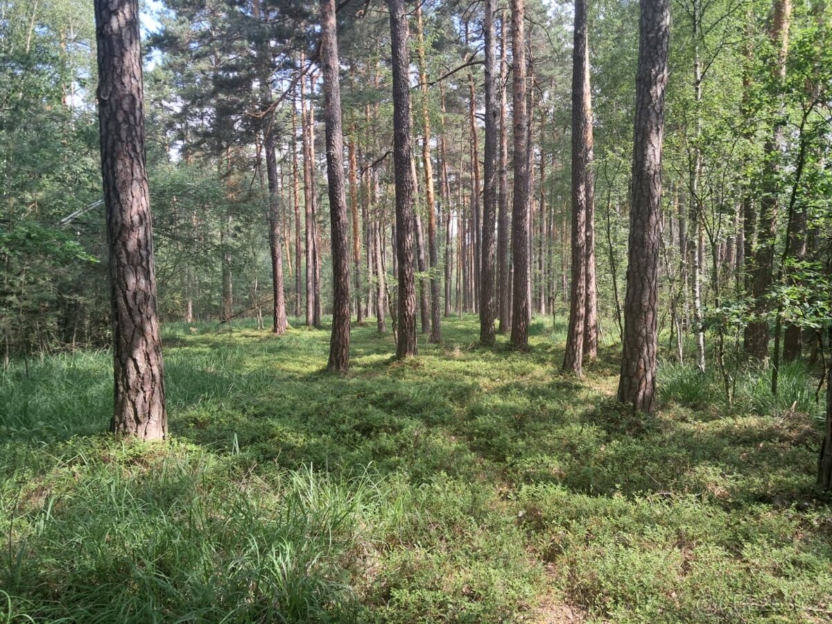prodám les-REZERVACE - 3
